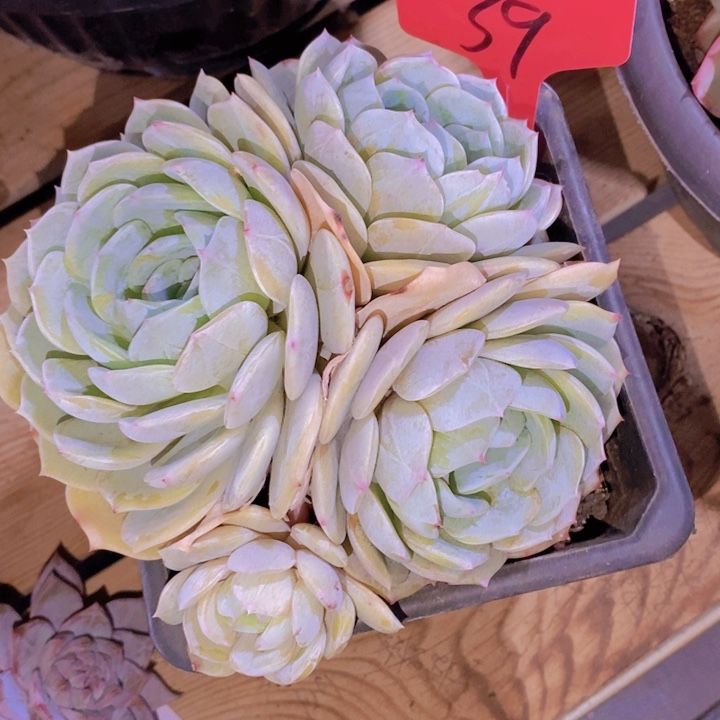 这个我就知道这事