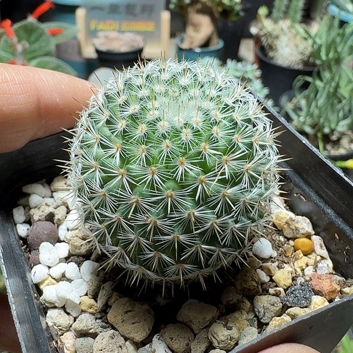 263希望丸脱土发货