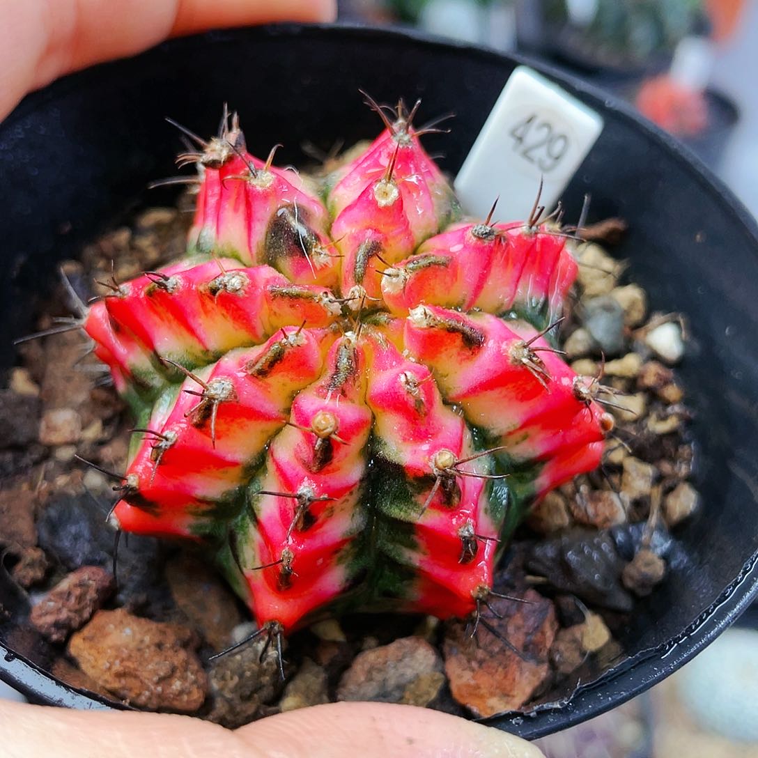 非偏远地区满25裸根发货仙人球