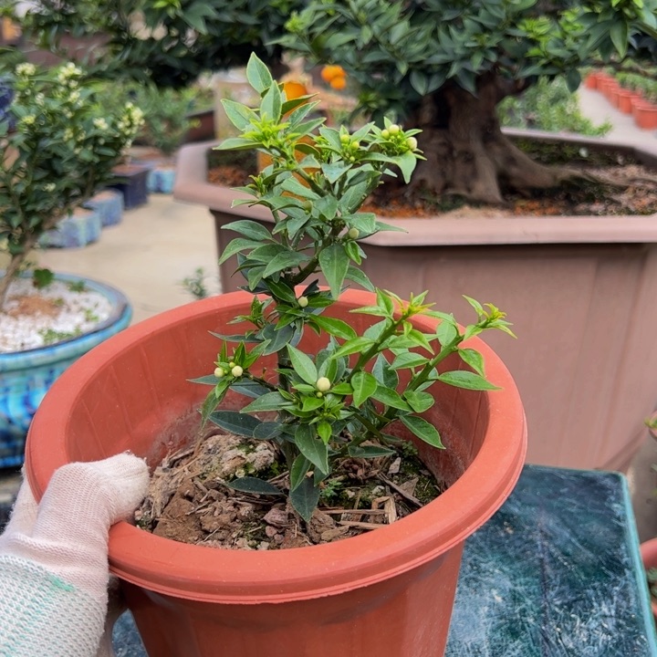 八房柑盆景绿植园艺