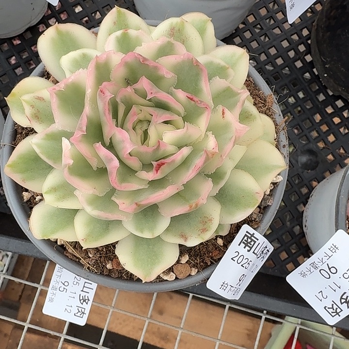 紫蝴蝶锦111121-93