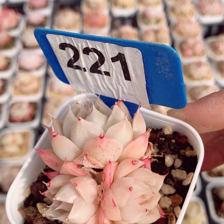 麦秆5.5cm多肉植物