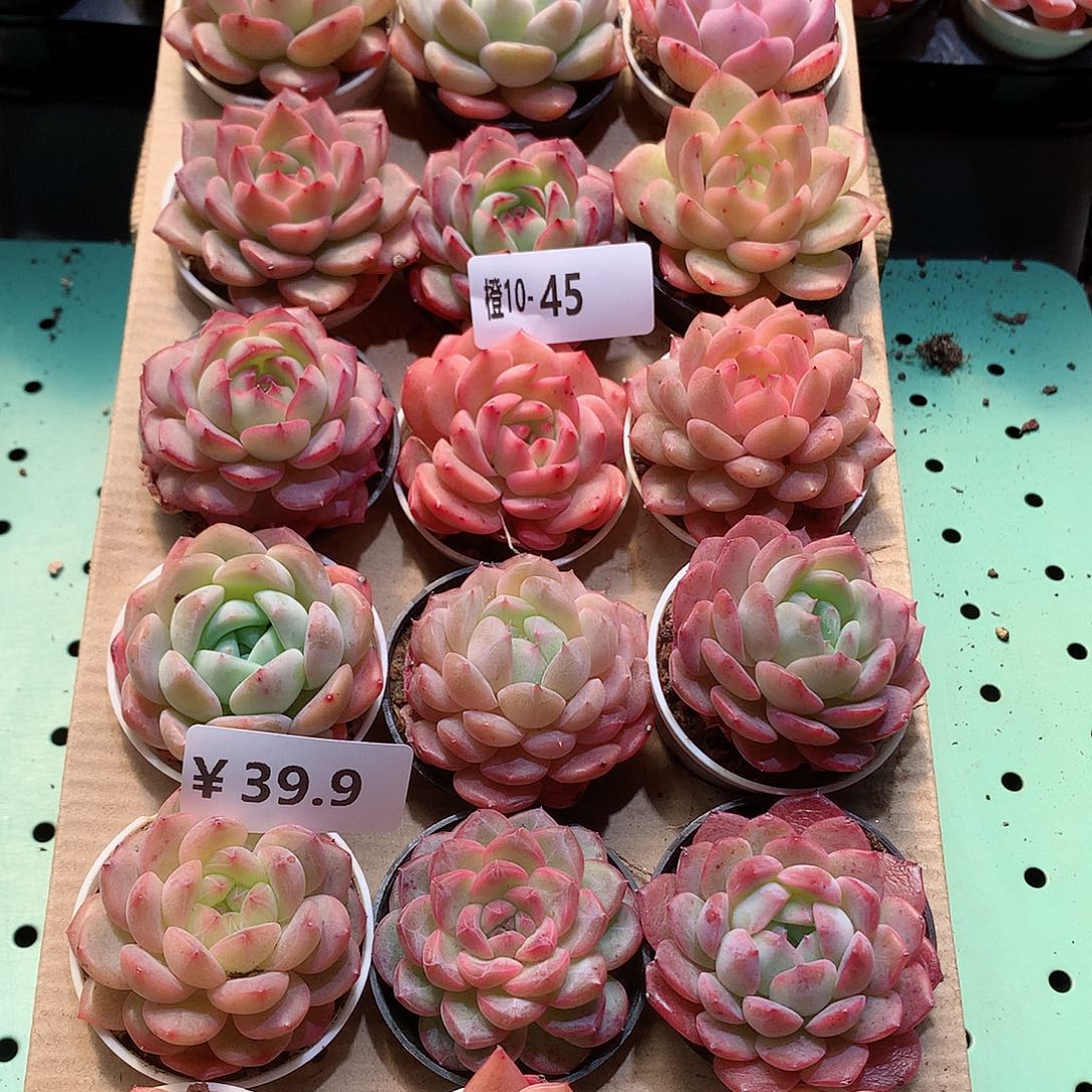 10-45一物一拍带盆18颗