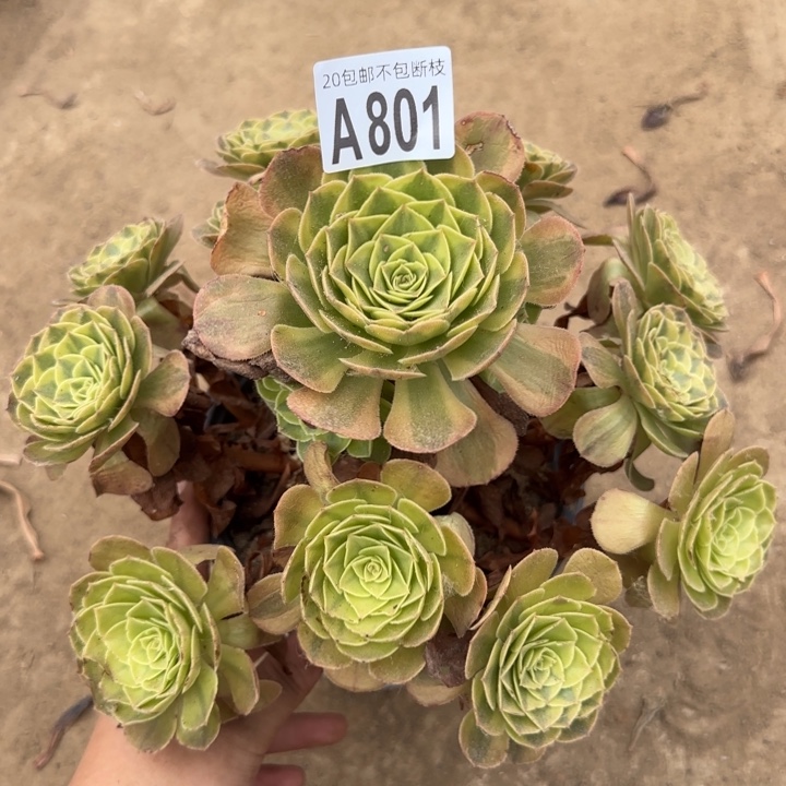 雨菏……多肉植物……