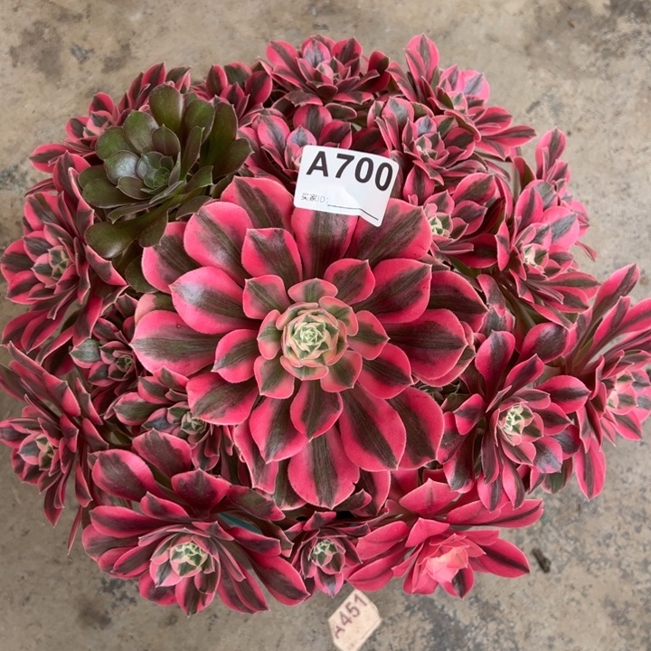 700粉女妖35厘米左右