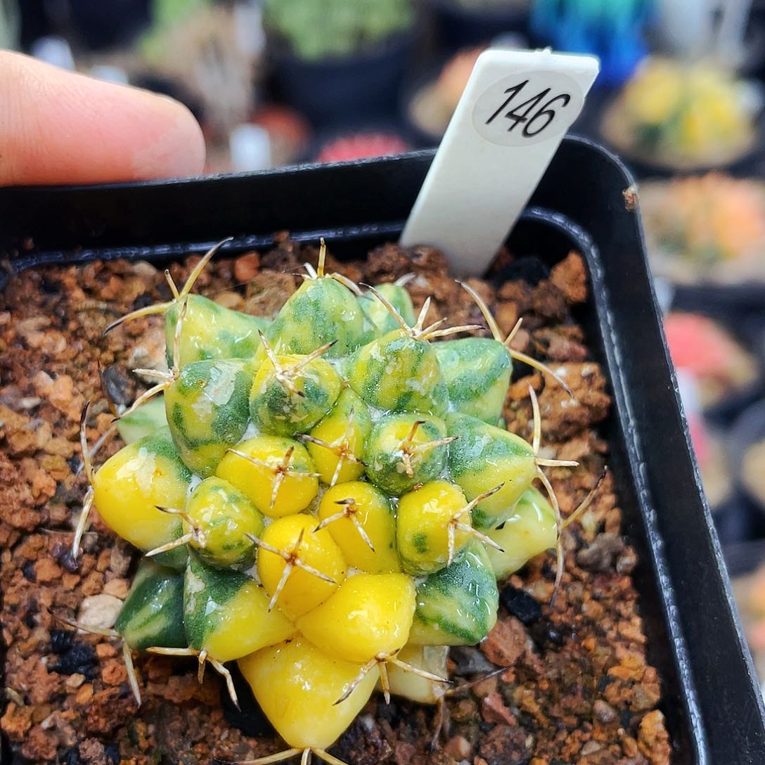 魔象锦非偏远地区满25包邮仙人球