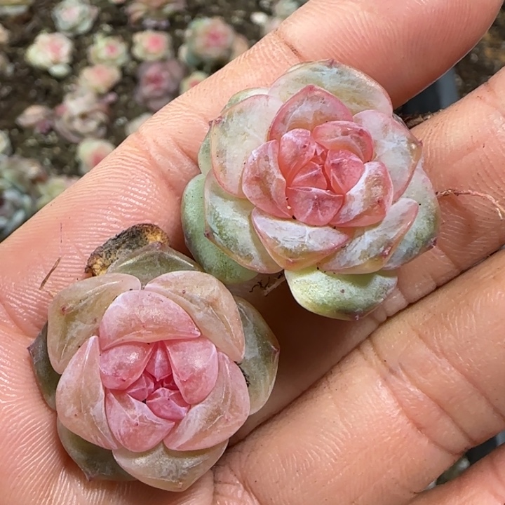 98 号王者系列产品多肉一盒