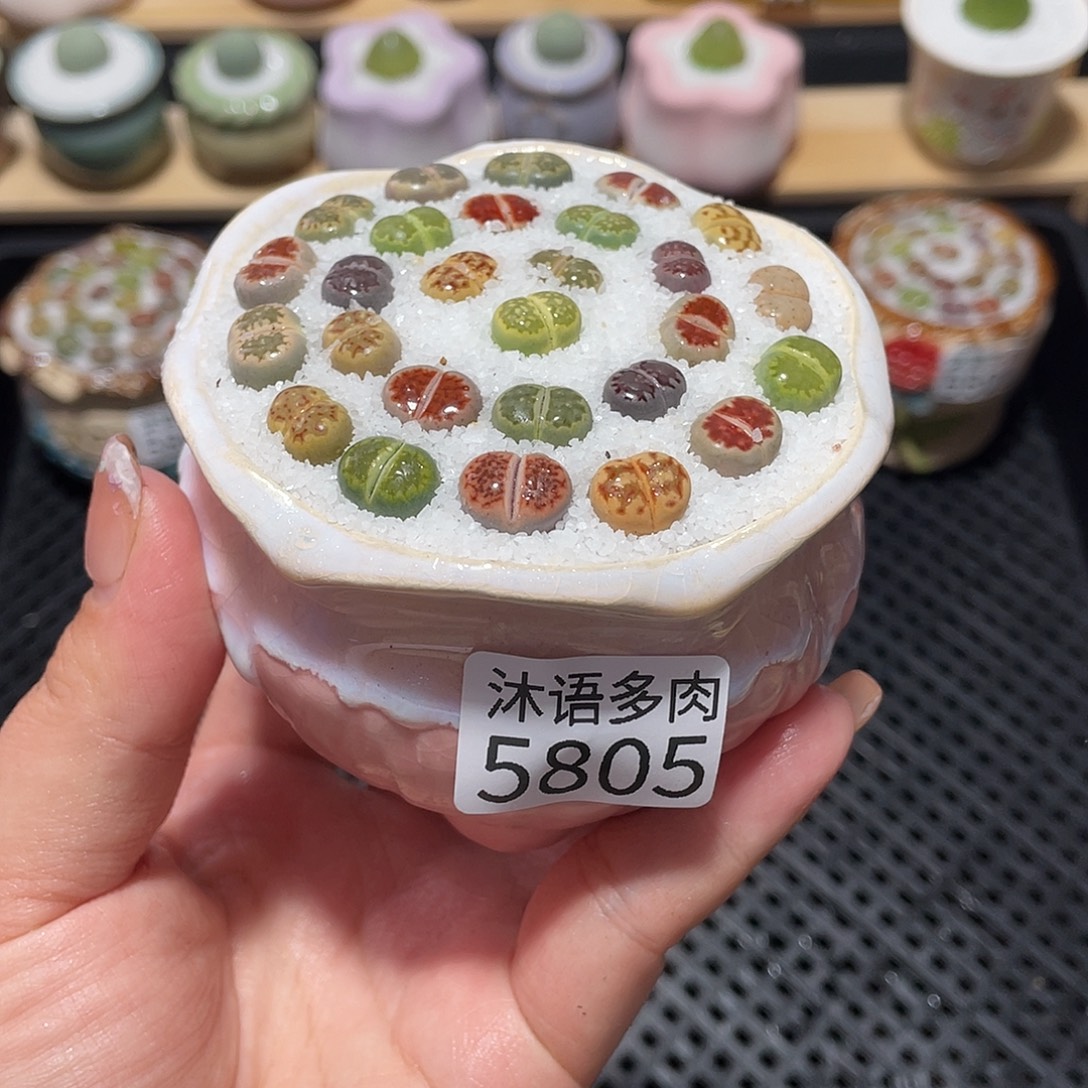 带盆土植物 一物一拍5805