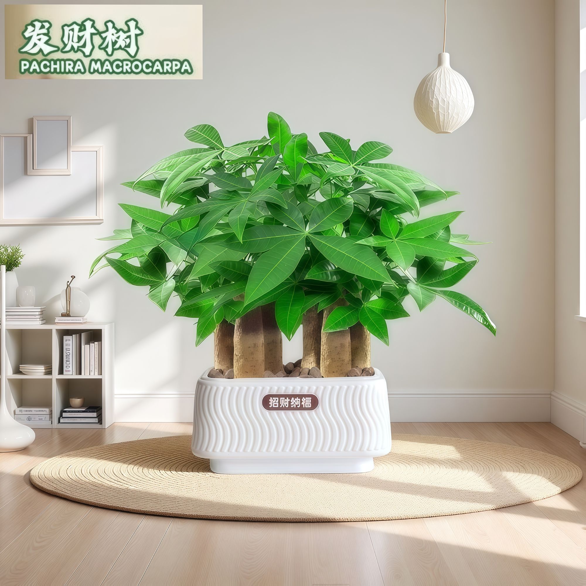 【六杆发财树】招财纳福发财树盆栽室内客厅招财盆景耐旱好养植物康