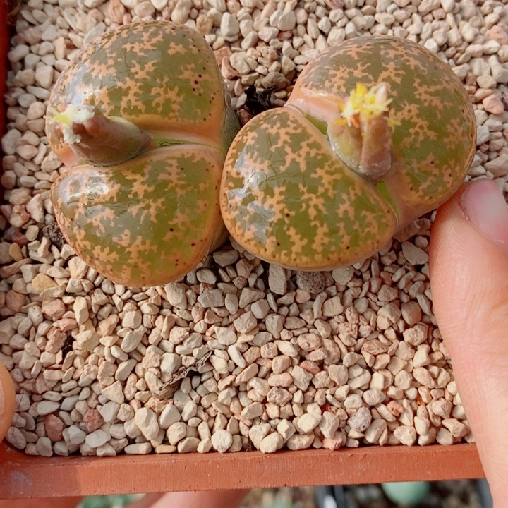 生石花花花花花花花831