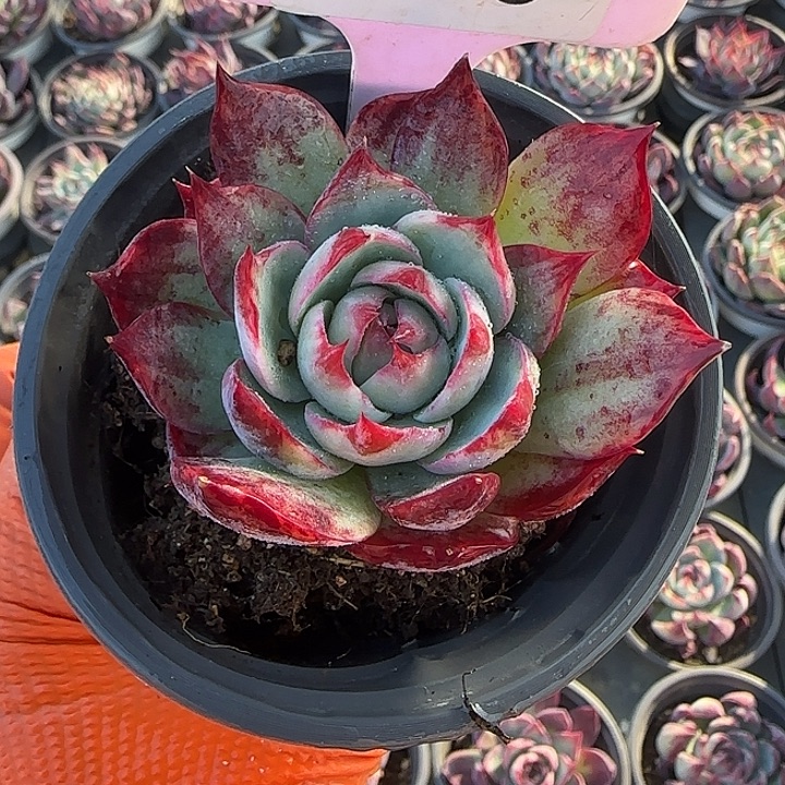 200 惊鸿仙子多肉植物6-9cm