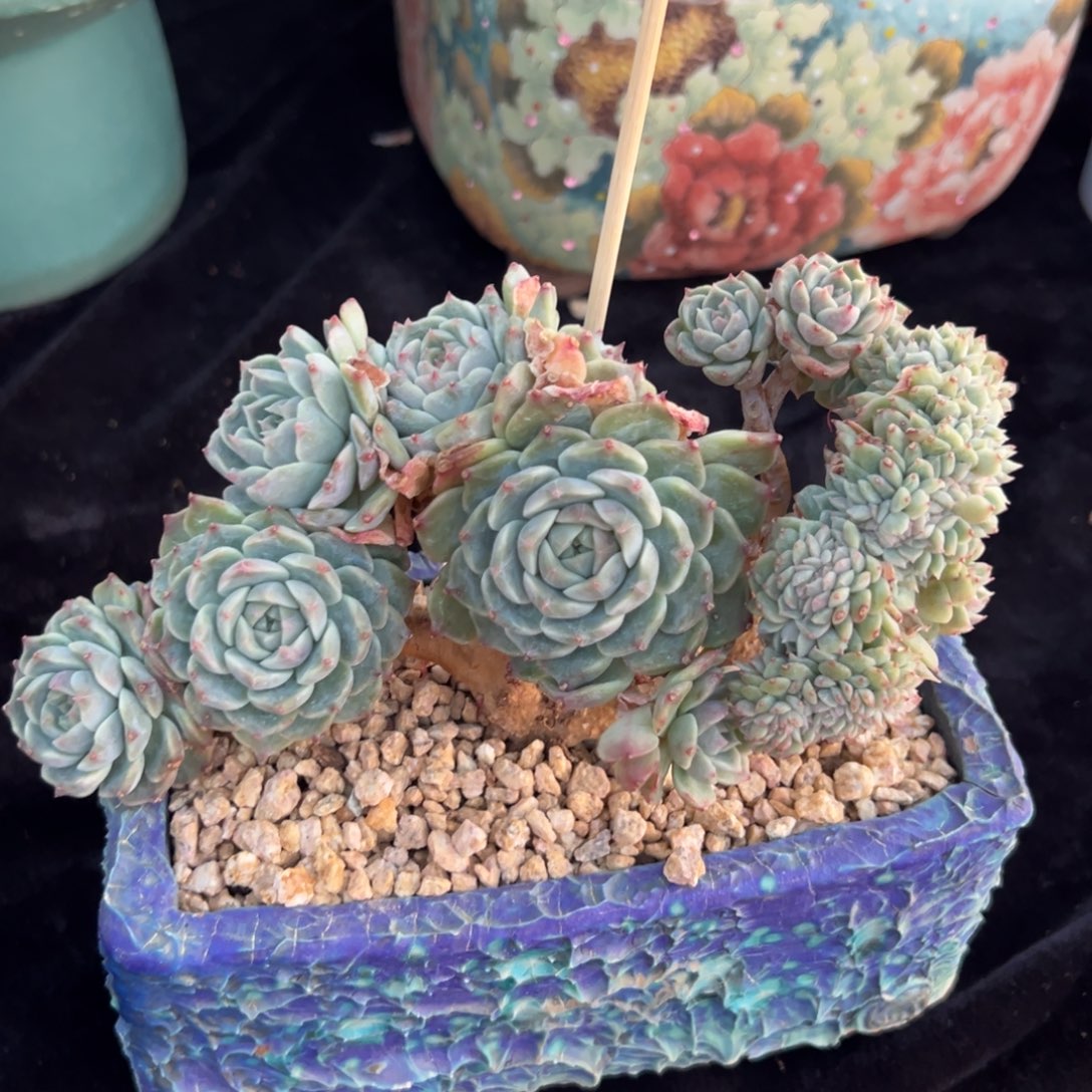 现***后新年快乐 新年快乐 新年快乐 新年快乐