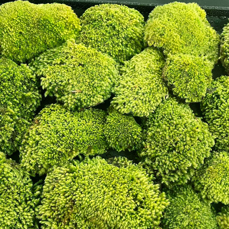 （白发苔藓）人工培育庭院青苔草皮假山生态造景苔藓微景观鲜活苔藓