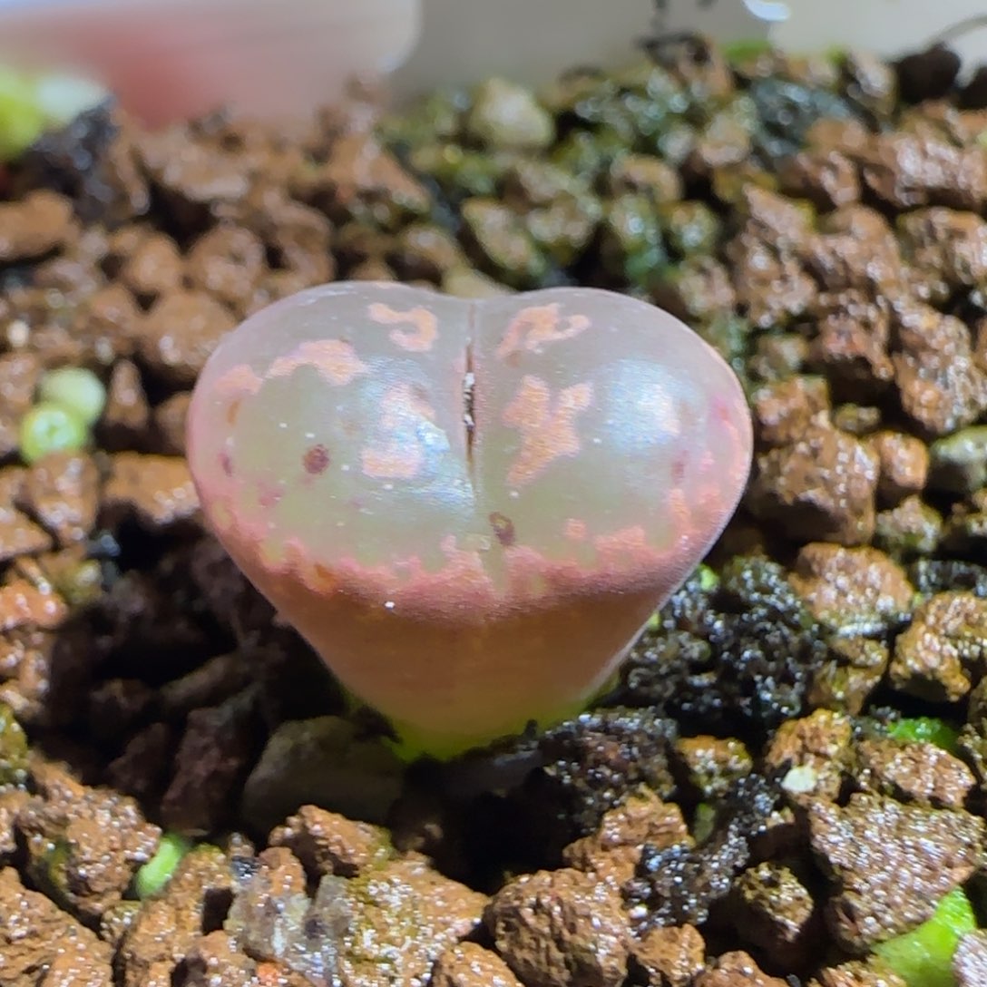 肉锥多肉植物组合-爱心勋章474