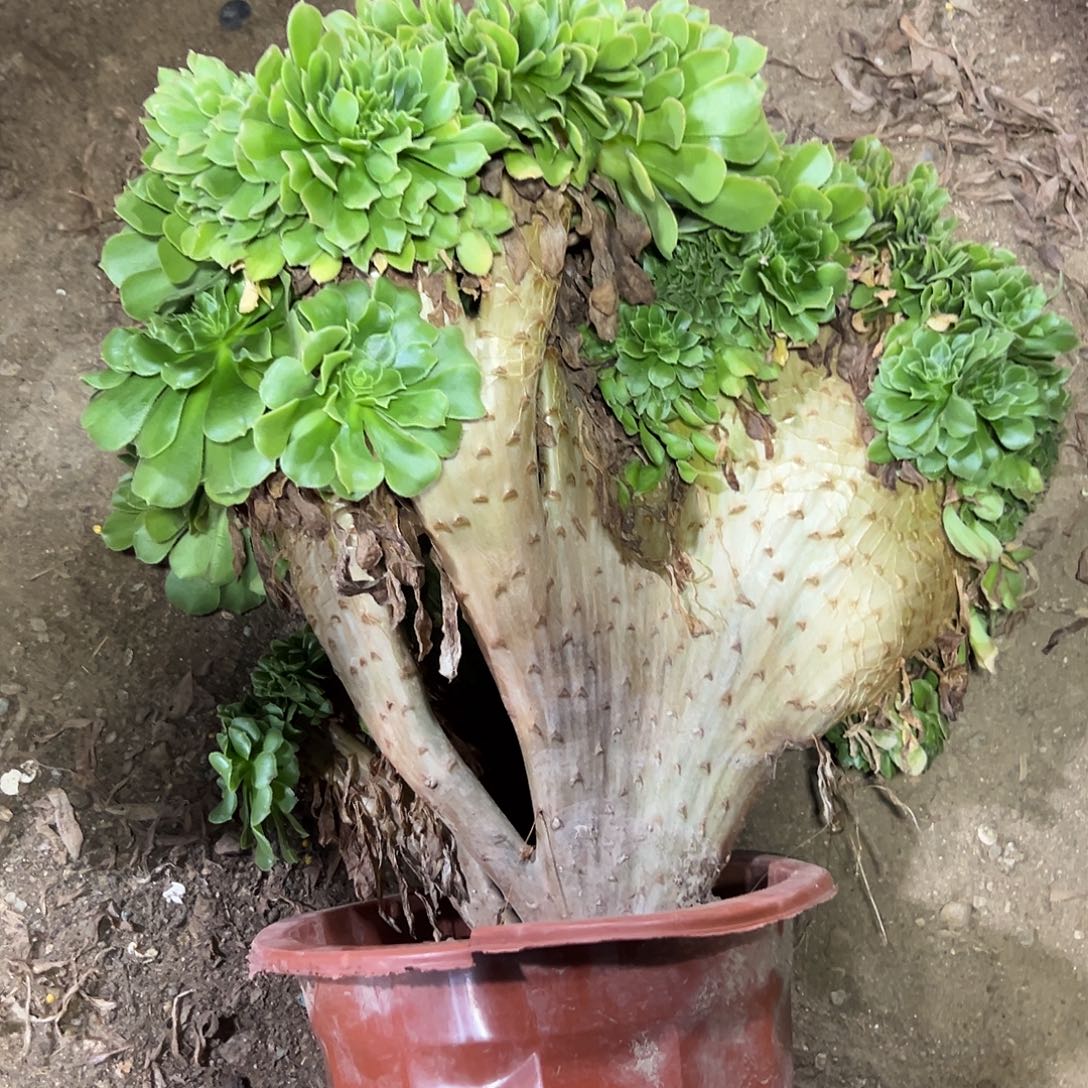 多374肉植物绿羊绒缀花