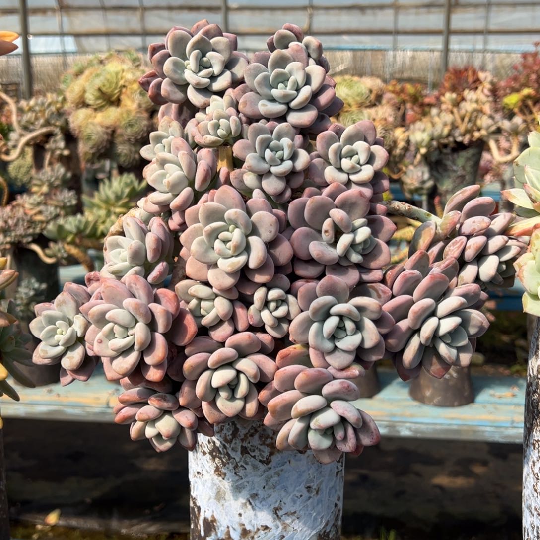 老桩洛神裸肉发货