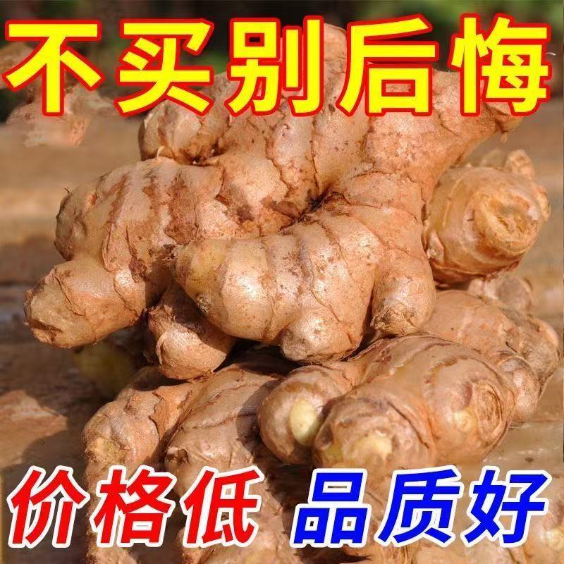 云南小黄姜新鲜现挖山地种植姜香浓郁辛辣够味