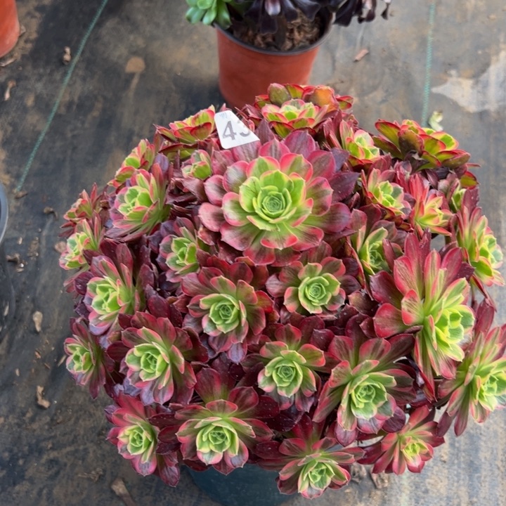 安娜43多肉法师一物一拍