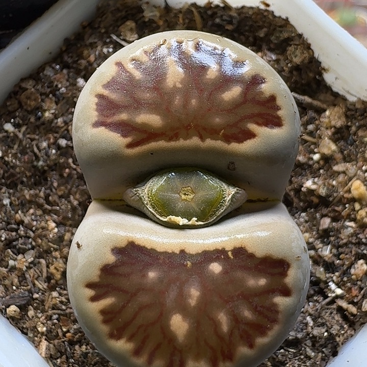 生石花1111111。  219