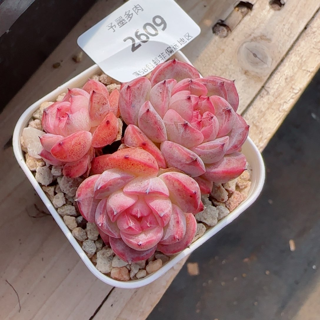 森林玫果，2609多肉植物