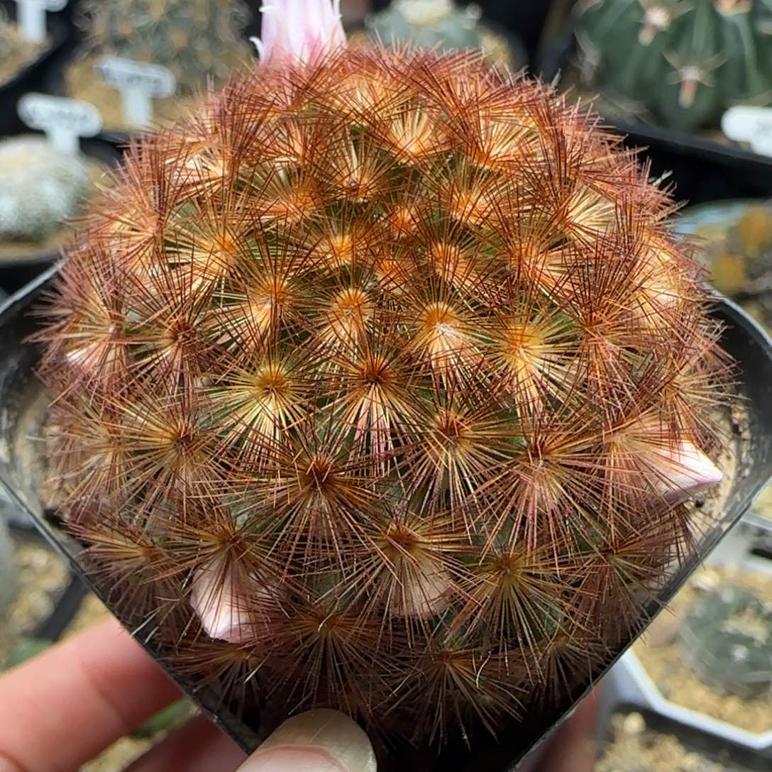 418实生嘉文丸多肉4.5厘米