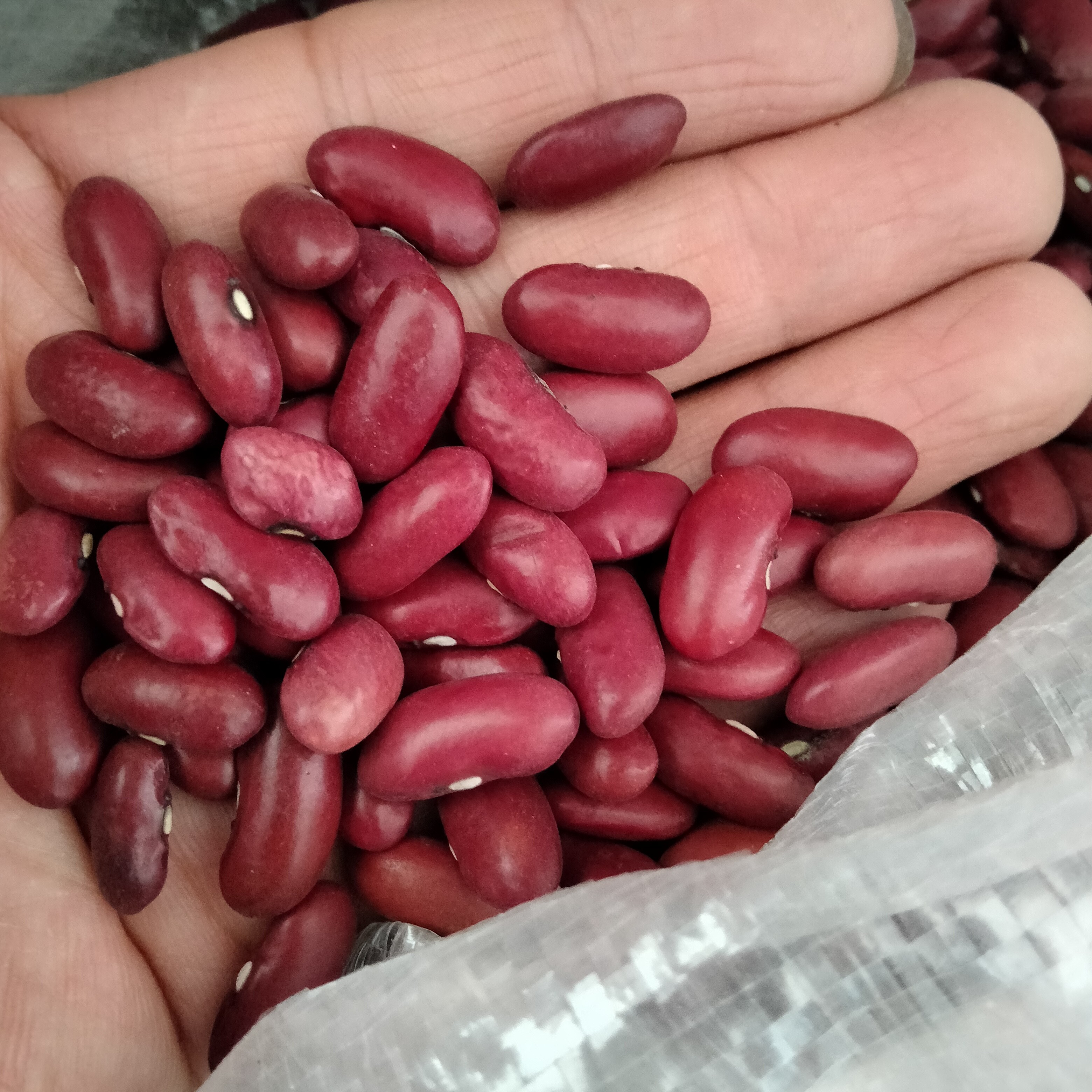 本地老品种红芸豆，大红豆