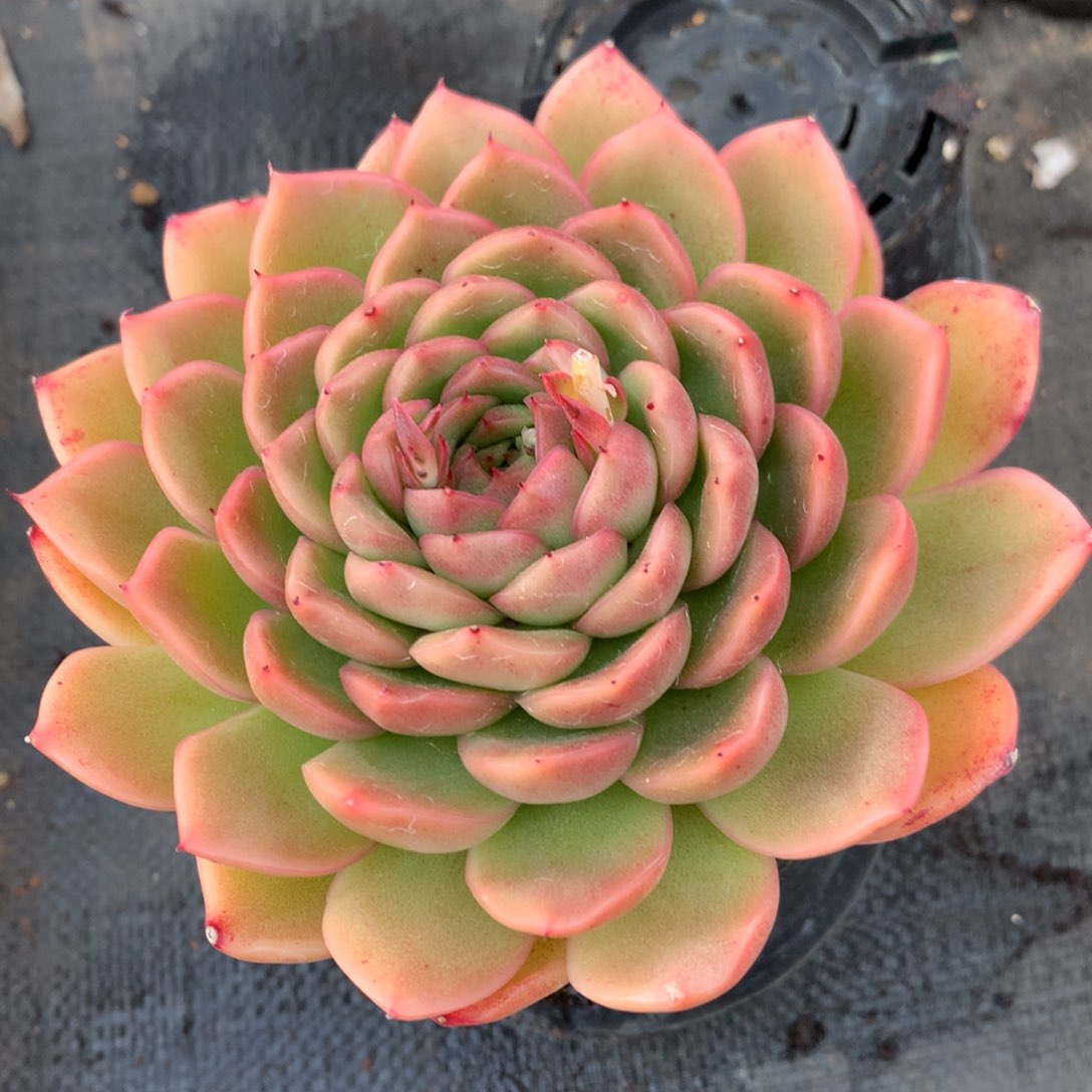 1173 杂交精品基地13厘米