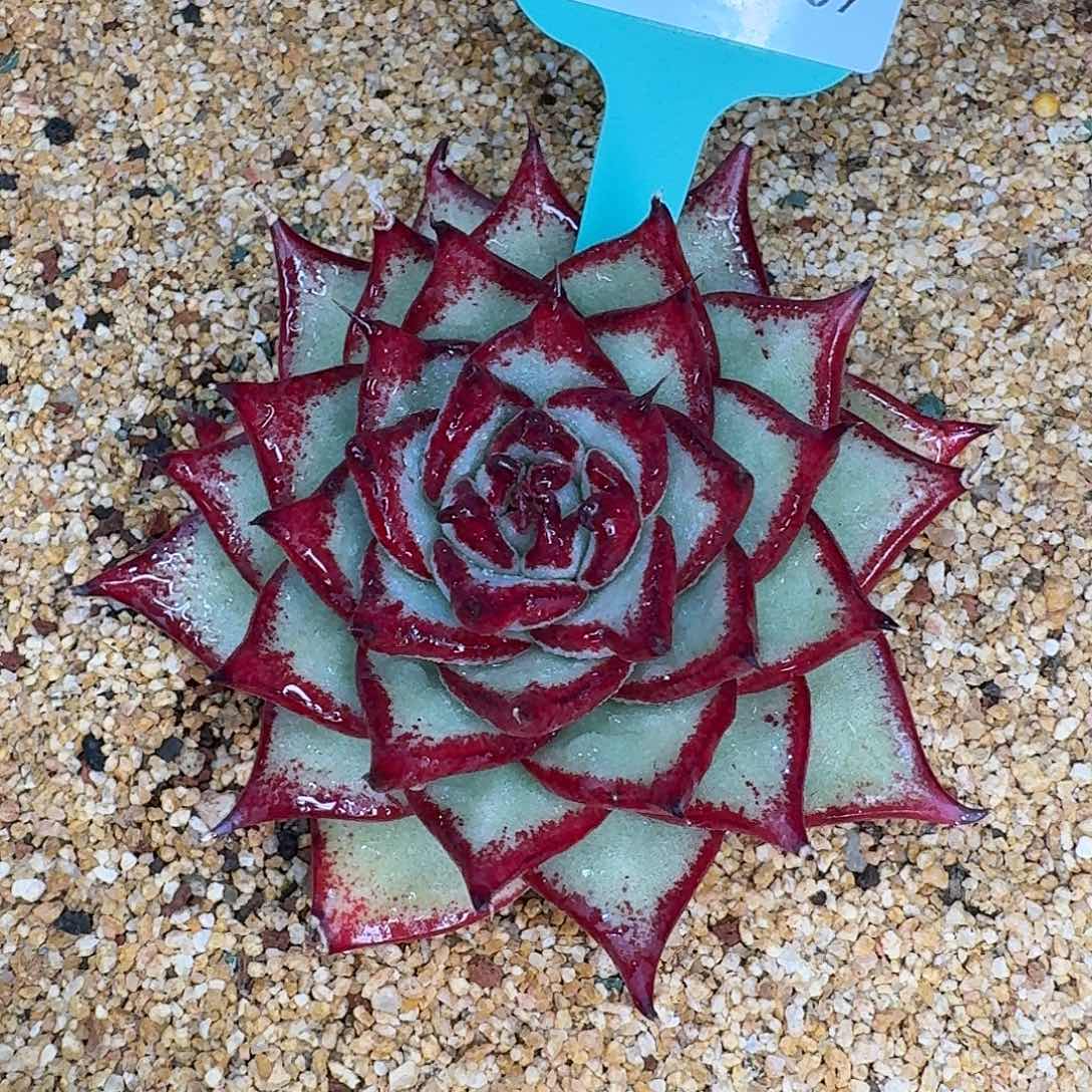 从前慢花园多肉0130-169