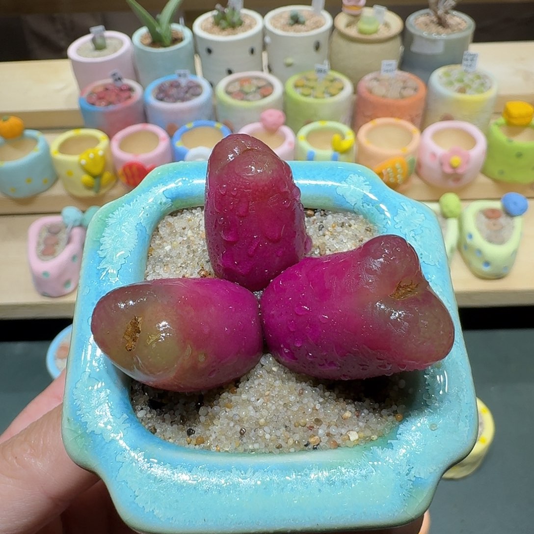 红陶蘑菇317毛汉尼