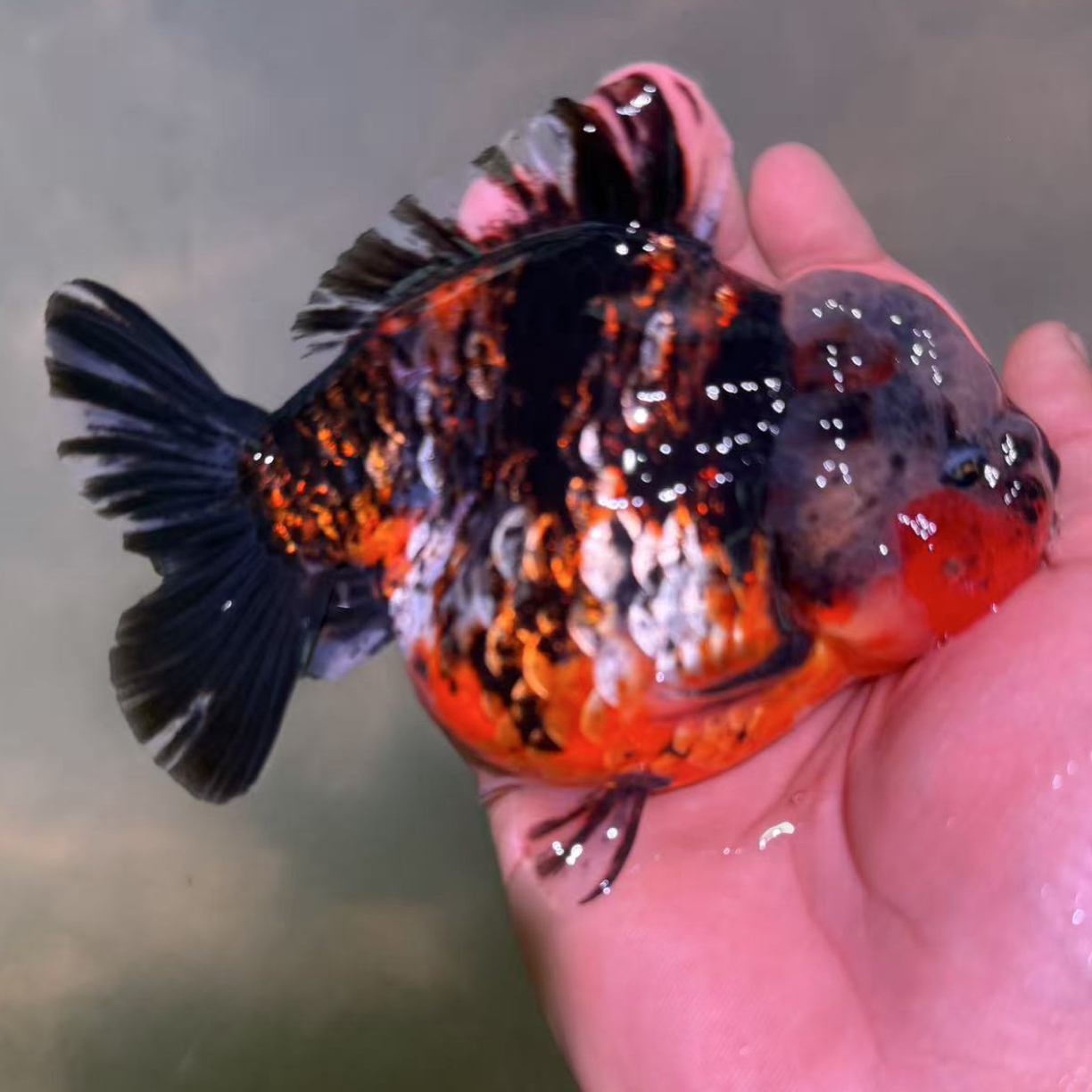 （无开箱视频不售后）兰寿泰狮活体观赏鱼（直播链接）