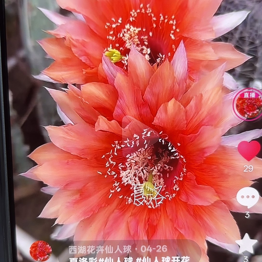 夏洛彩侧牙20包邮仙人球7