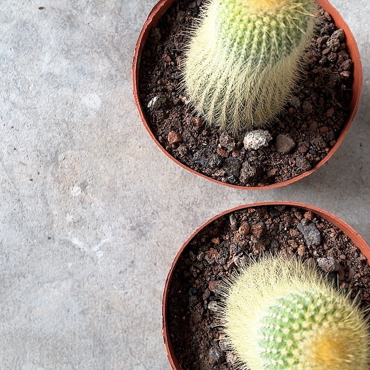 金丝猴柱一物一拍