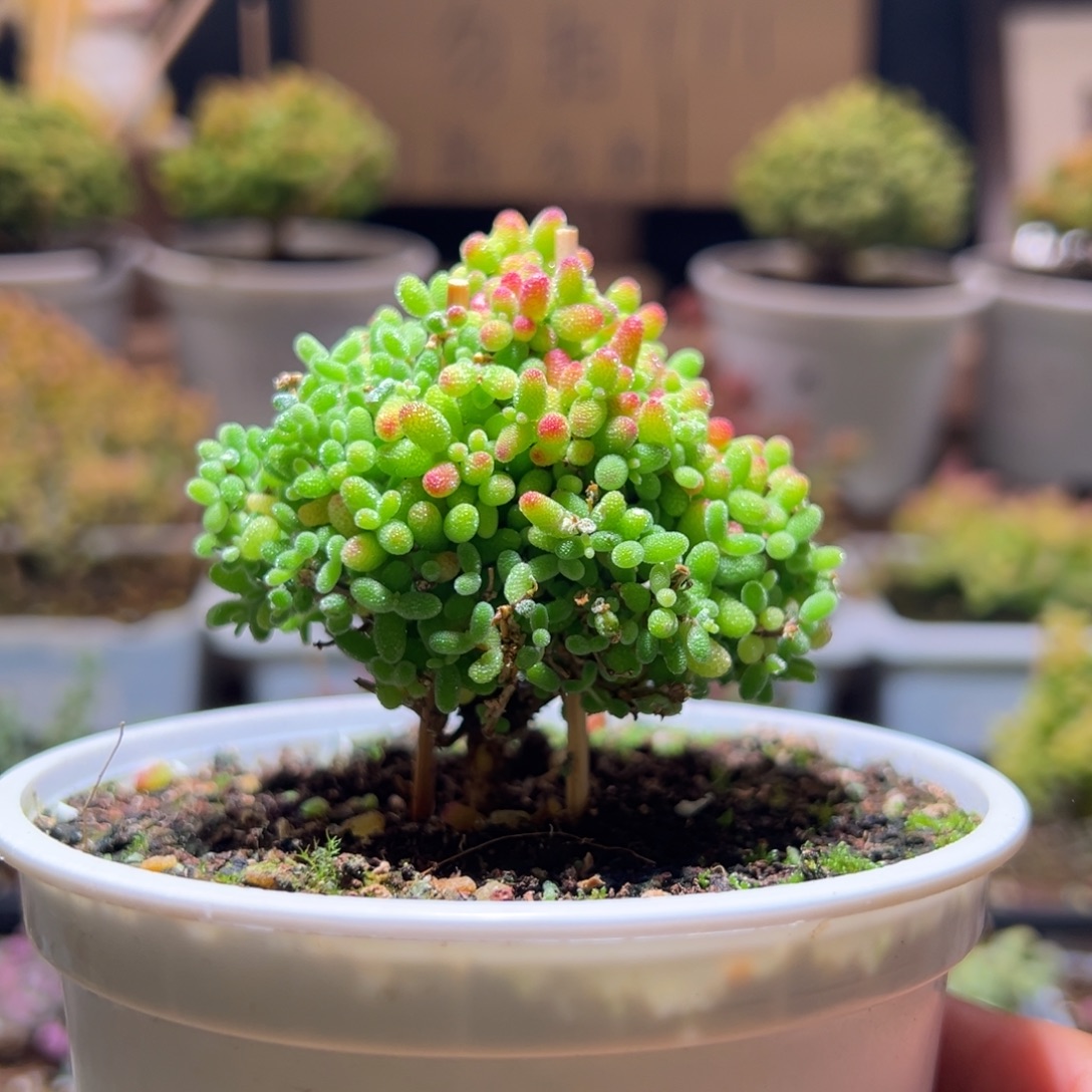 122蜜橘一物一拍包开箱