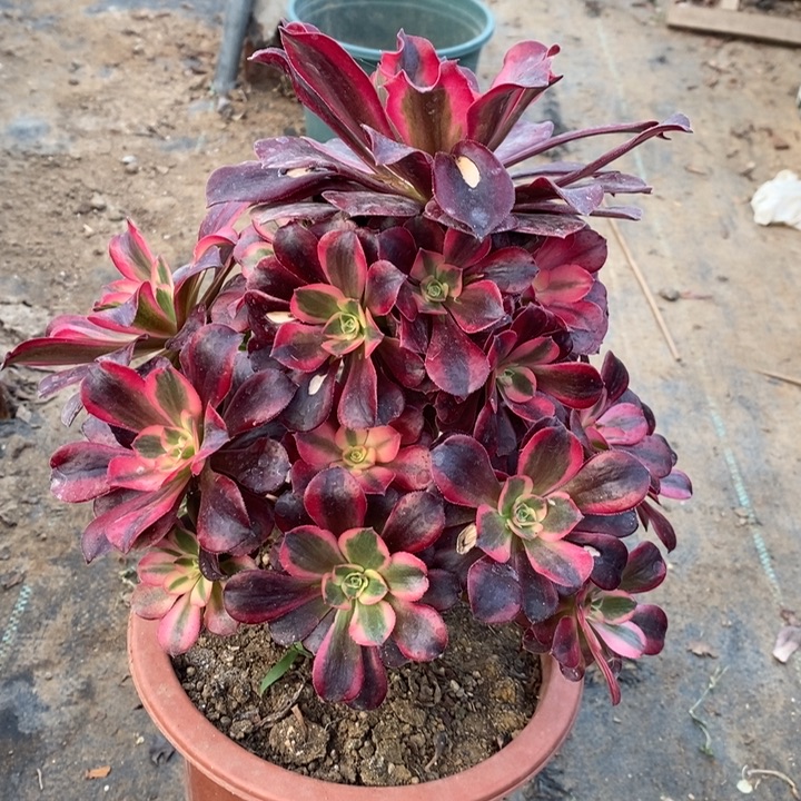 美杜莎多肉植物4。    
