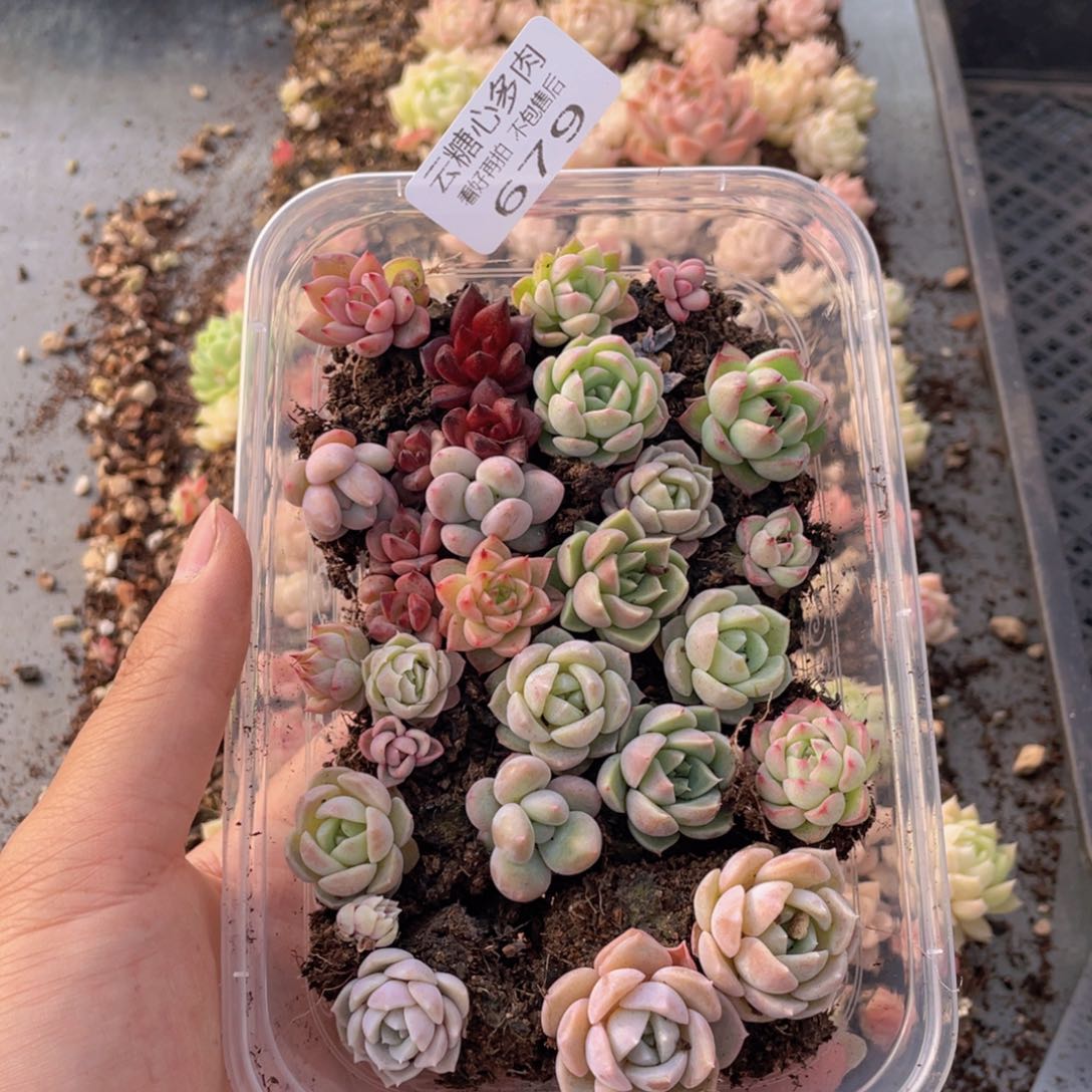 云糖心多肉植物679