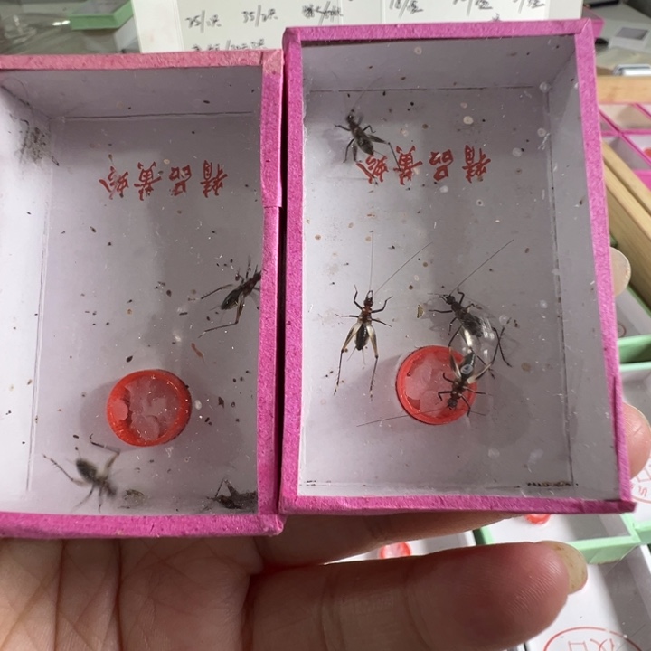 野采墨蛉3盒合适合适