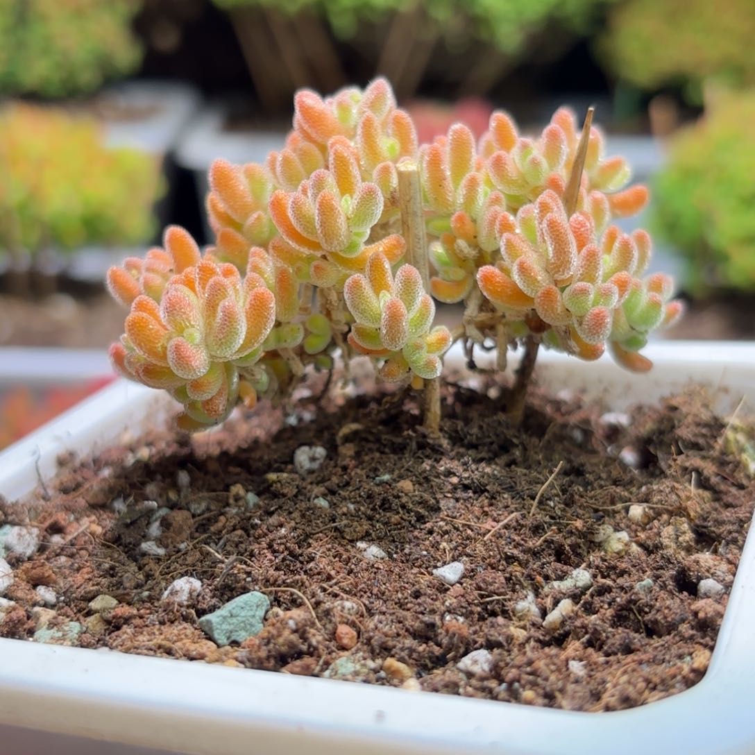 枝干番杏冰橙D200带土