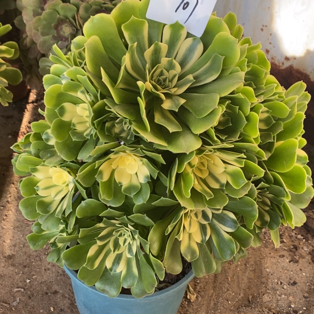 不开花植物707号辛尼亚多肉1颗