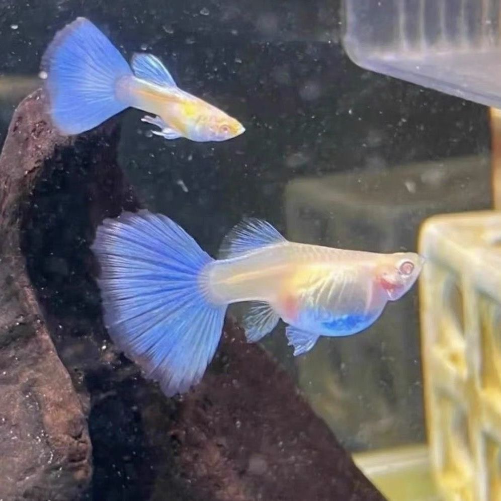天空蓝精品孔雀鱼带肚孕母小型热带观赏鱼好养耐活