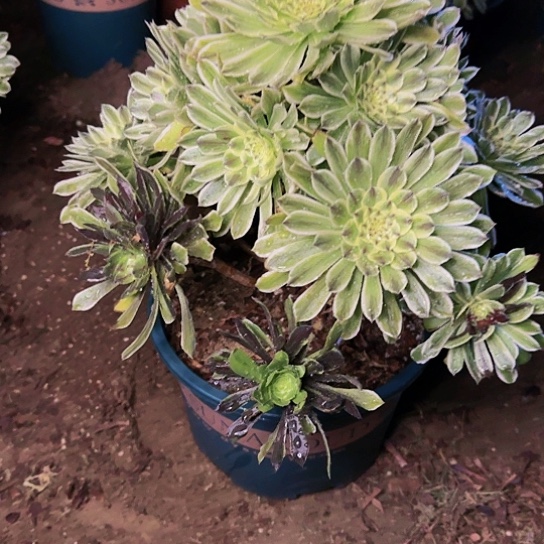 72加急发明天早上八点左右