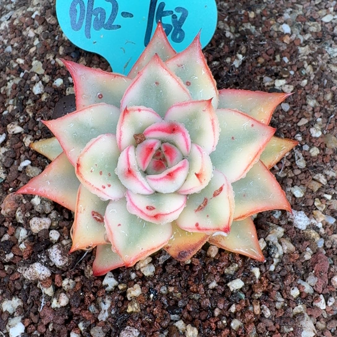 从前慢多肉精选编号0102.158