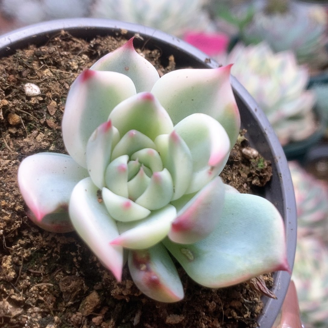 178锦锦锦锦锦锦锦
