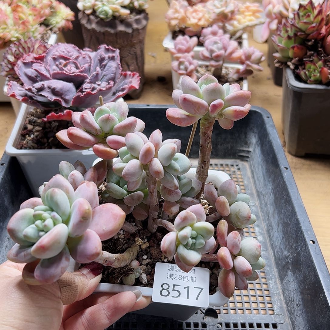 9号我们的确是一8517