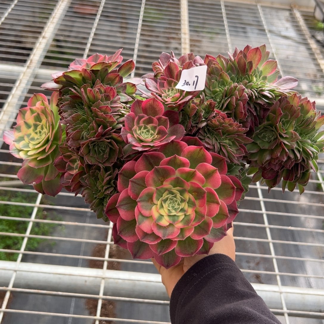 17海王缀多肉嘻嘻嘻