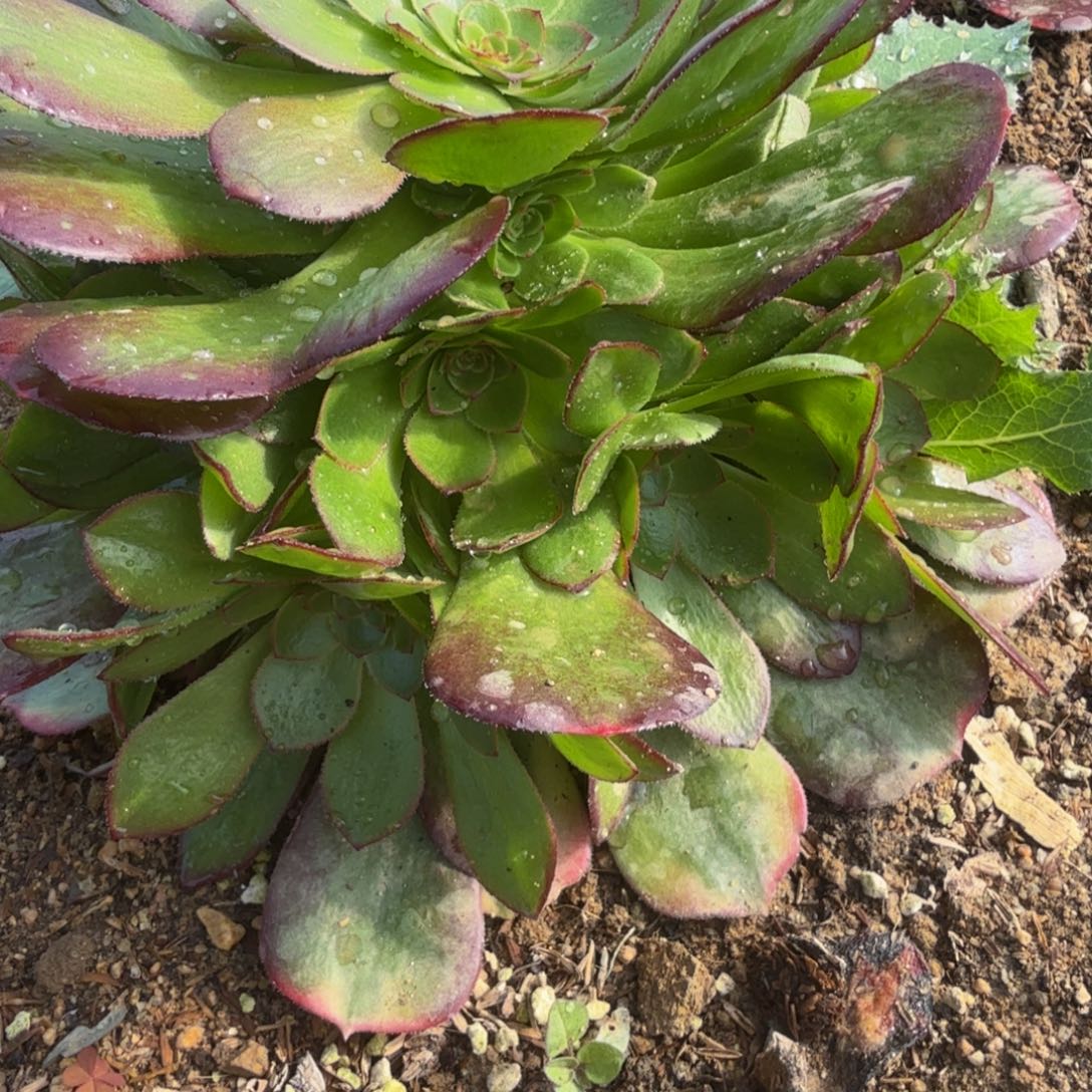 400元雨荷。多肉植物