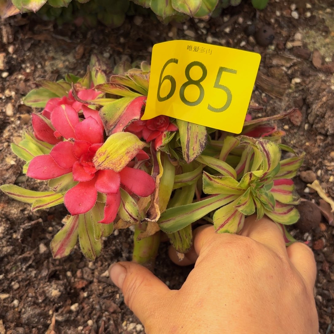 哈哈多肉葡萄福利685