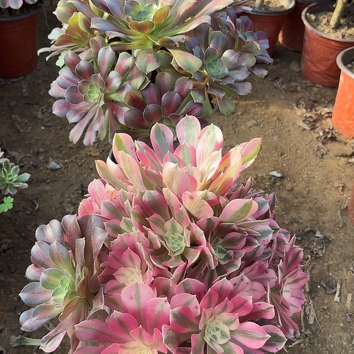 多肉植物法师2颗27