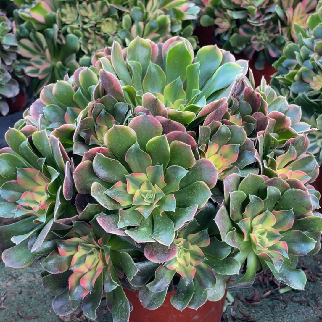 689香妃精品法师老桩