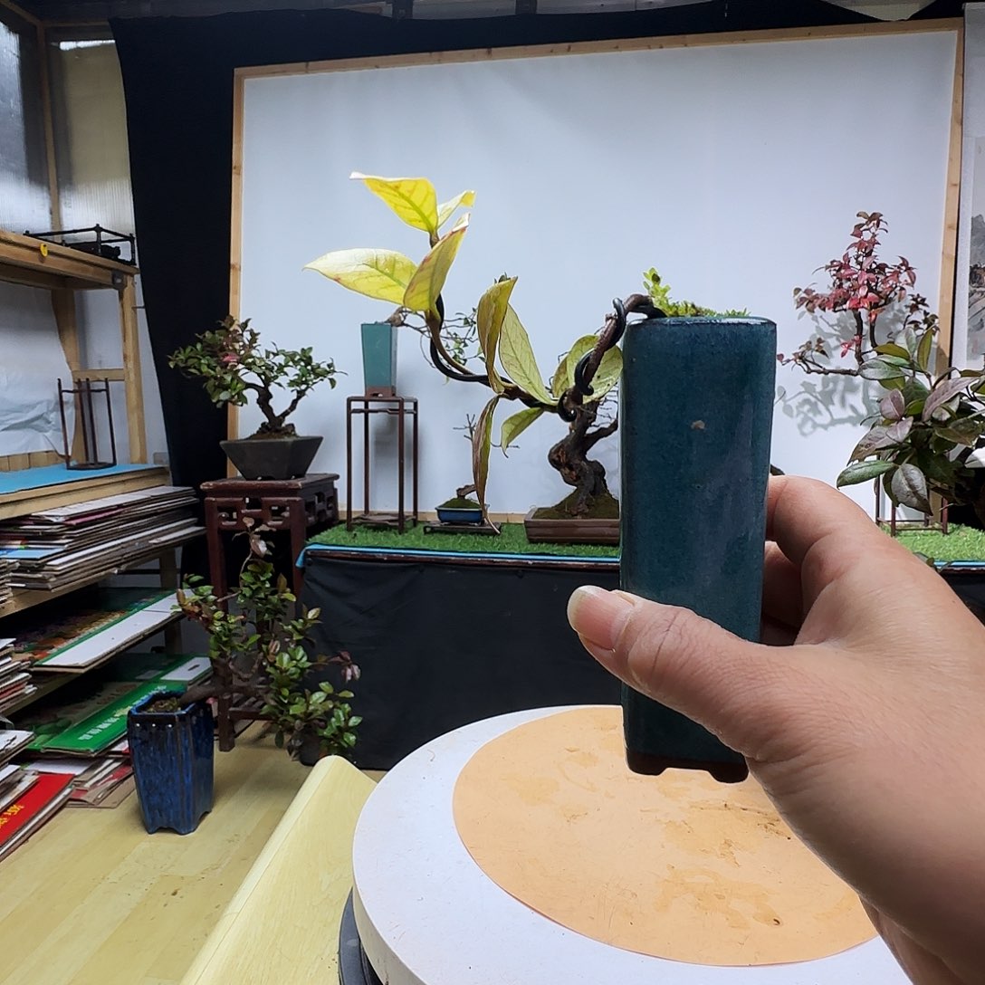 贤***无花朵风车茉莉带盆包邮