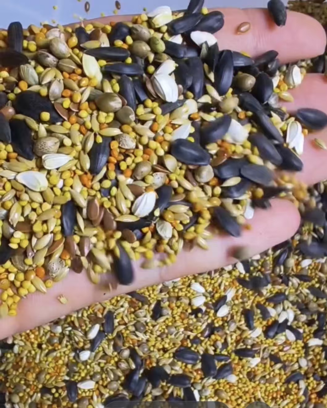 增肥牡丹玄凤小太阳和尚鹦鹉种子粮混合粮添加麻子